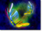 Butterflies © Heidi Bosch Romano